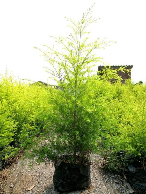 成都大量批發各規格千層金及其他苗木品種,價格優惠,品種齊全