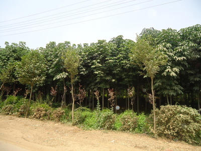 哪里有七葉樹(shù)苗木批發(fā)?