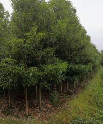 楨金楠苗木簡介 楨金楠產品規格