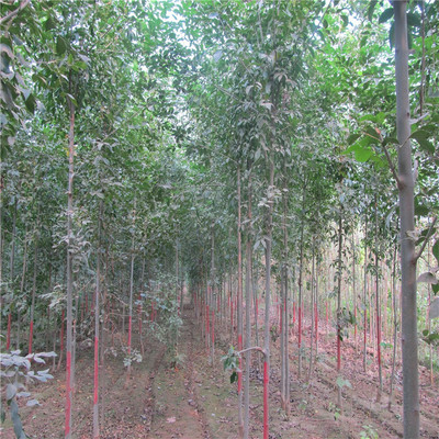 白蠟樹(shù)苗多少錢(qián)一棵