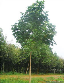 櫸樹(shù)的主要價(jià)值