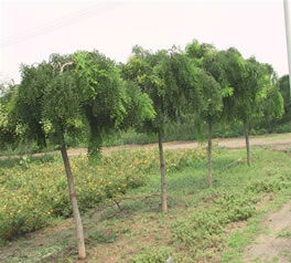龍爪槐 垂槐 盤(pán)槐等綠化苗木
