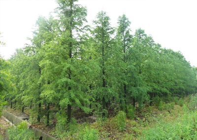 中山杉基地_中山杉批發_中山杉苗