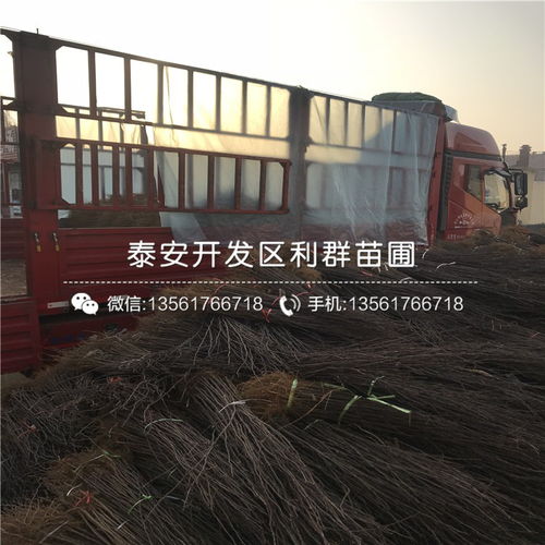 花椒樹苗哪里有賣 花椒樹苗多少錢一棵