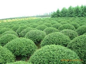 供應綠化苗木球類 小葉女貞球 灑金柏 紅葉石楠球 苗木
