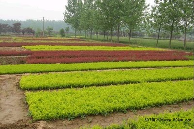 苗木播種育苗的發(fā)育特點及其管理