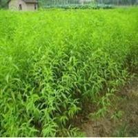 桃苗 桃樹實生苗 桃樹嫁接苗 占地大桃樹 桃苗價格[現(xiàn)貨供應(yīng)]_綠化苗木_世界工廠網(wǎng)中國產(chǎn)品信息庫