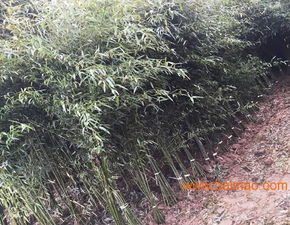 南天竹種植基地 山東青州綠化南天竹 潤澤竹子園藝,南天竹種植基地 山東青州綠化南天竹 潤澤竹子園藝生產(chǎn)廠家,南天竹種植基地 山東青州綠化南天竹 潤澤竹子園藝價格