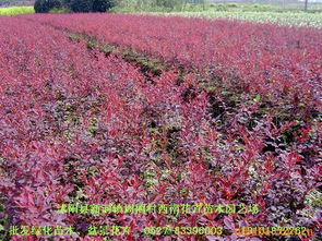 沭陽縣新河鎮周圈村西南花卉苗木園藝場 灌木產品列表