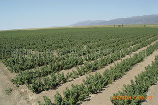 黑加侖苗木指導(dǎo)價 黑加侖苗木行情 新疆維帝食品有限責任公司