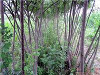 找山東郯城昌育銀杏苗圃的白臘苗木價(jià)格、圖片、詳情,上一比多_一比多產(chǎn)品庫(kù)