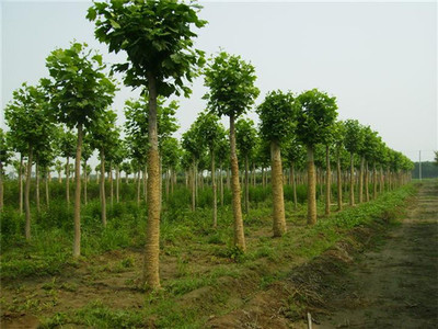 苗木產(chǎn)品
