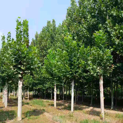 大量出售國(guó)槐樹(shù)苗 濟(jì)寧國(guó)槐供應(yīng)商 國(guó)槐苗木 規(guī)格齊全 苗木國(guó)槐圖片_高清圖_細(xì)節(jié)圖-濟(jì)寧市任城區(qū)繼元苗木種植基地