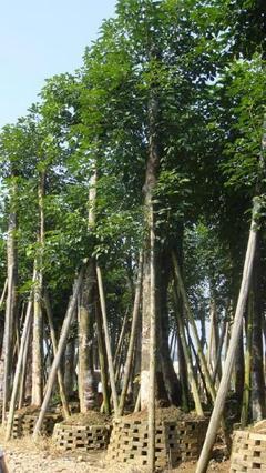 柳州報(bào)價(jià)、圖片、行情_(kāi)柳州最新價(jià)格_柳州天成綠化苗木基地報(bào)價(jià)