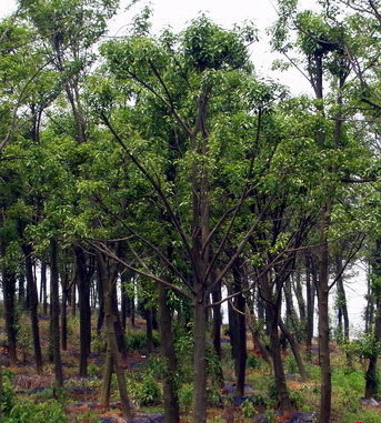 【紅果冬青供應(yīng)|經(jīng)營(yíng)綠化苗木,承接綠化工程&hellip;蕭山寧圍苗木直銷商鋪