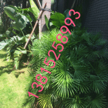 吳中區(qū)光福墅園景苗圃 供應產品