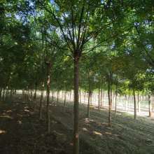 2019綠化苗木價格 報價 綠化苗木批發(fā) 第4頁 園林網