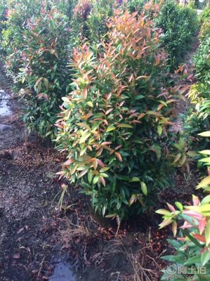 【江西綠化苗木袋苗紅車、農戶種植】綠化苗木,價格,廠家,供應商,花木,龍海市東泗興輝園藝場 - 產品庫