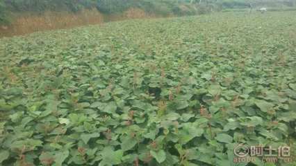 【成都獼猴桃苗純正品種#粗度1公分獼猴桃苗】獼猴桃苗,價格,廠家,供應商,其他農業,雅安市名山區惠農苗木種植農民專業合作社 - 產品庫