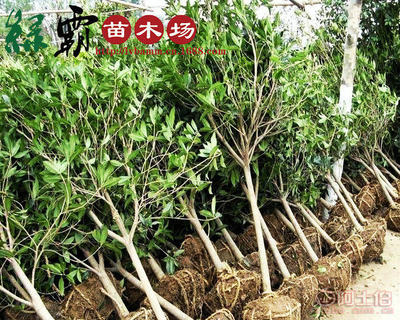 【基地大量供應精品桂花樹苗丹桂金桂規(guī)格齊全枝繁葉茂葉面光亮】沭陽縣新河鎮(zhèn)新槐居委會綠霸苗木場 - 產品庫