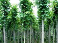 綠地家庭農(nóng)場(chǎng)專業(yè)供應(yīng)高端有品質(zhì)的苗木價(jià)格產(chǎn)品及服務(wù),