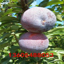 大紅袍樹苗價(jià)格 大紅袍樹苗公司 圖片 視頻