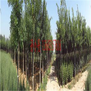 唐山苗木基地官方-唐山苗木基地企業內部展示相冊-圖片-產品圖片。