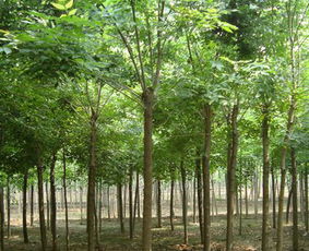 河北恒運苗木基地批發供應紅葉碧桃,國槐基地,白蠟基地,旱柳基地