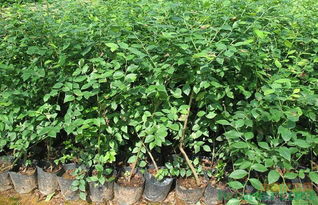 做苗木怎么才能盈利 教你如何控制苗木成本