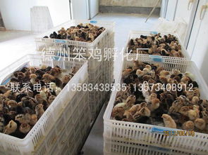專業(yè)的笨雞苗供應(yīng)商推薦 笨雞苗低價(jià)批發(fā)