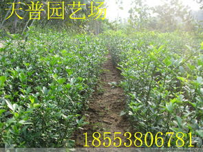 山東枸橘苗1 3年 量大批發價格 廠家 圖片