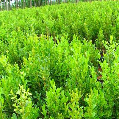 庭院綠化苗木瓜子黃楊 黃楊苗 黃楊球樹苗四季青耐寒綠籬植物