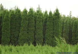 苗木產(chǎn)業(yè)發(fā)展的困難源點