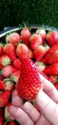 新聞 鄭州 永蓮蜜桃七號圖片品種優越 泰安昊錦苑苗木培植