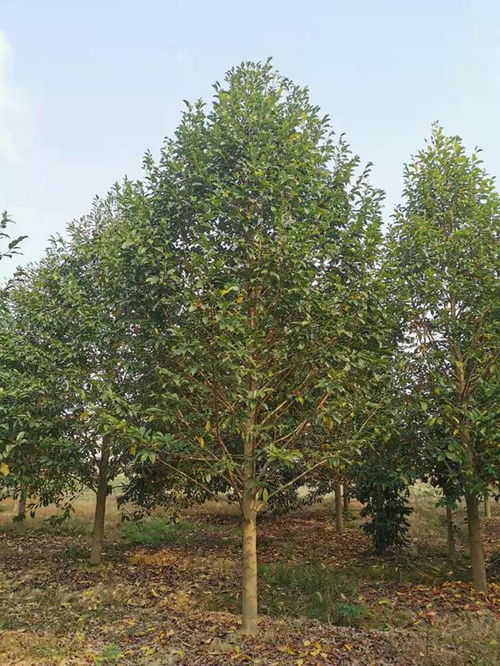 企業(yè)簡(jiǎn)介