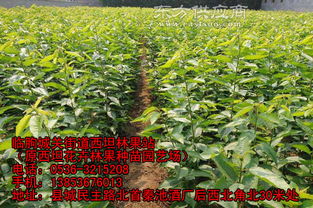 櫻桃樹苗品種 櫻桃樹苗 臨朐櫻桃苗公司圖片