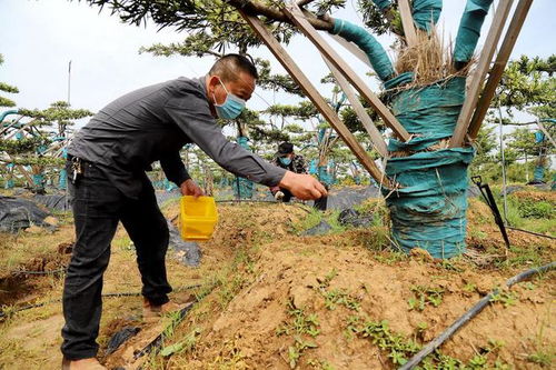 高淳椏溪 精品苗木助增收 鄉(xiāng)村長(zhǎng)出 致富樹(shù)