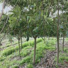 東臺(tái)市新街鎮(zhèn)勤茂園林苗木園