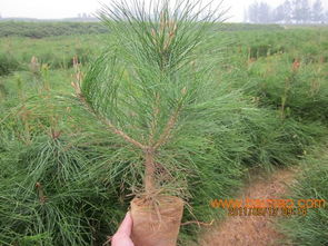 想要易種植的樟子松小苗就來(lái)港信苗木合作社 漯河樟子松小苗,想要易種植的樟子松小苗就來(lái)港信苗木合作社 漯河樟子松小苗生產(chǎn)廠家,想要易種植的樟子松小苗就來(lái)港信苗木合作社