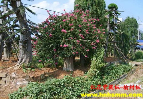 湖南苗圃 紫薇產品大圖 湖南恒升園林綠化苗圃