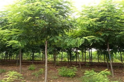 香花槐多少錢價格 扶溝