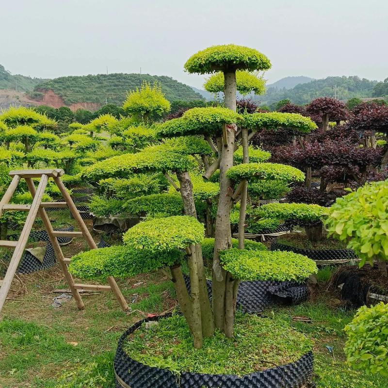 好樹配豪宅,好運(yùn)自然來.基地自產(chǎn)自銷.#苗木供應(yīng) #別墅庭院