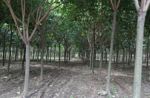 規(guī)范化管理培育精品苗木,凱創(chuàng)園林對各苗圃苗木生長情況點(diǎn)評