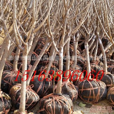 【山東的櫻桃好賣(mài)嗎紅燈吉塞拉岱紅】泰安市泰山區(qū)風(fēng)城苗木種植專(zhuān)業(yè)合作社 - 產(chǎn)品庫(kù)