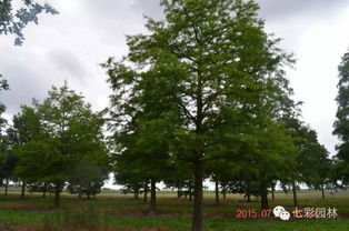 歐美發(fā)達(dá)國(guó)家高逼格苗圃企業(yè)是什么樣 一覽德國(guó)lappen精品苗木