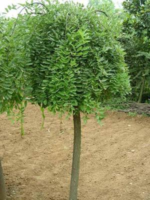 10公分國(guó)槐價(jià)格、12公分國(guó)槐報(bào)價(jià)、12公分國(guó)槐_農(nóng)副產(chǎn)品_世界工廠網(wǎng)