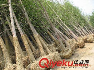 邳州市飛越銀杏苗木購銷部：專業供應銀杏樹與嫁接銀杏樹，打造優美庭蔭景觀