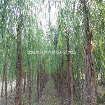 沭陽(yáng)縣名界園林綠化苗木場(chǎng) 專業(yè)苗木供應(yīng)與綠化服務(wù)