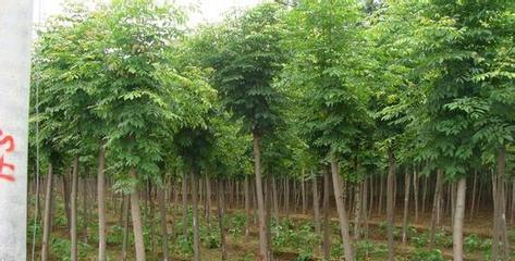 白蠟及其他常見苗木的栽培與應(yīng)用