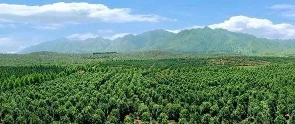 苗木產(chǎn)業(yè)的未來發(fā)展，必須點(diǎn)亮這四盞燈！